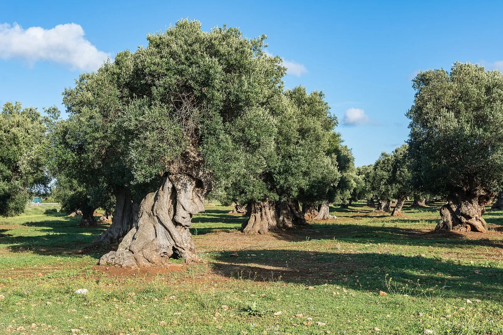Ulivi secolari in un oliveto pugliese